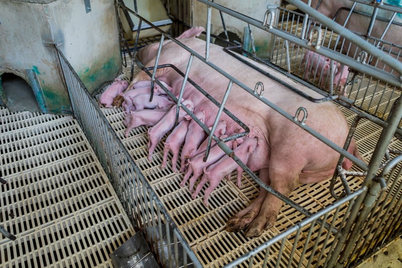 Spare a thought for mother pigs on factory farms this Mother’s Day