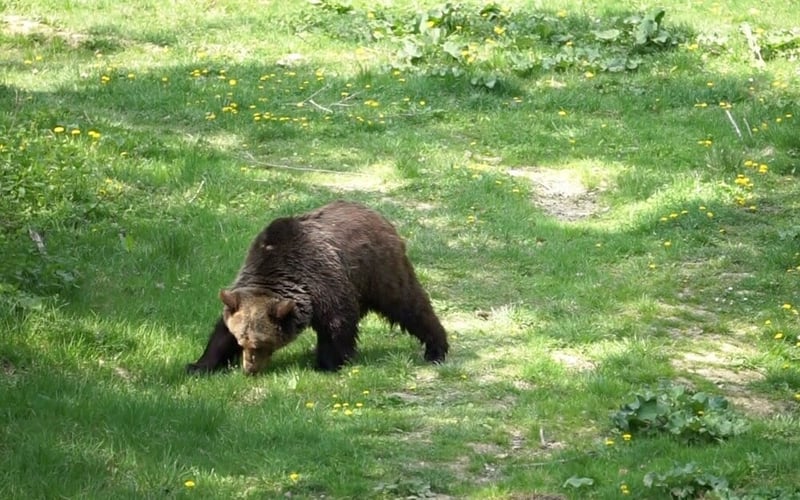 Bear at a sanctuary