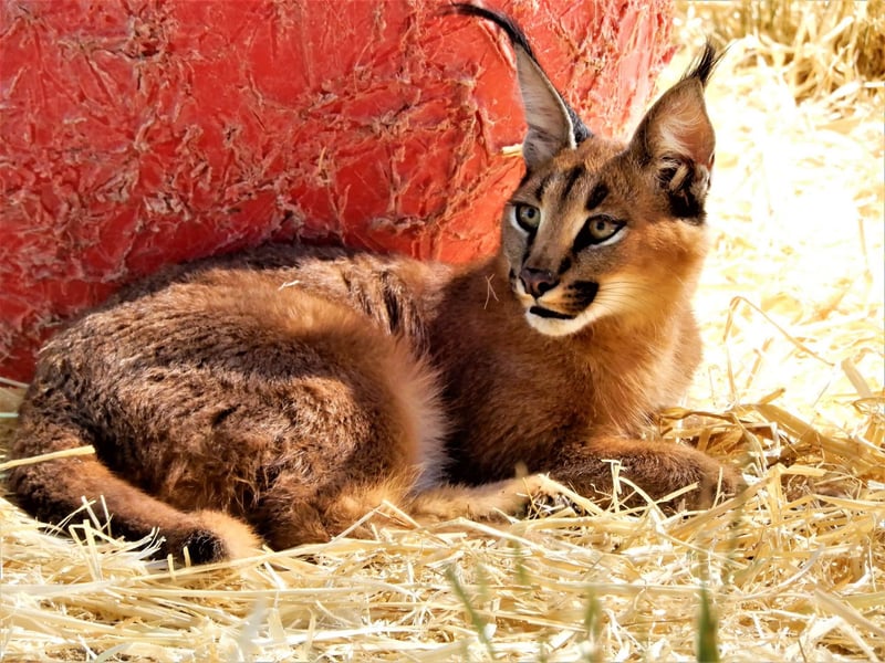 Rescued wild cats given safe haven