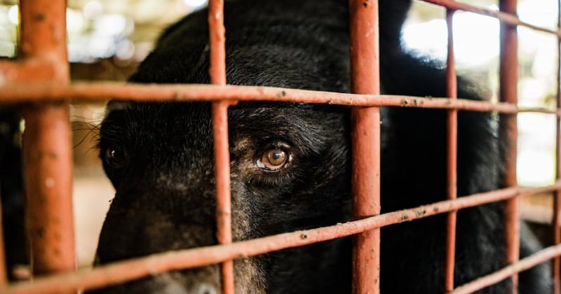 A bear suffering on a bear bile farm - World Animal Protection
