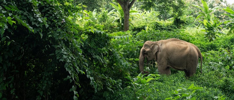 Elephant in elephant friendly venue in Thailand