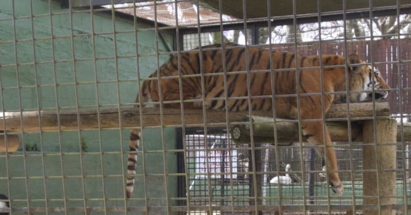 A tiger sleeps in small barren cage