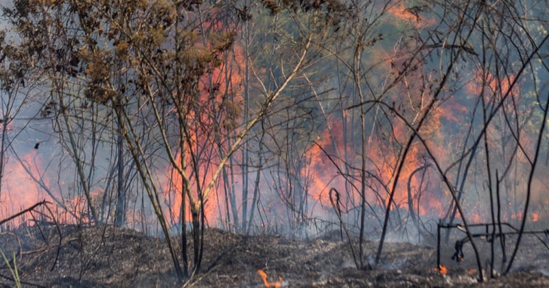 The Amazon rainforest burning 2019