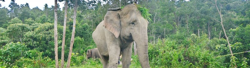 Mae Too, the biggest of 6 resident elephants at Chang Chill