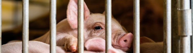 Piglet behind metal bars on a factory farm