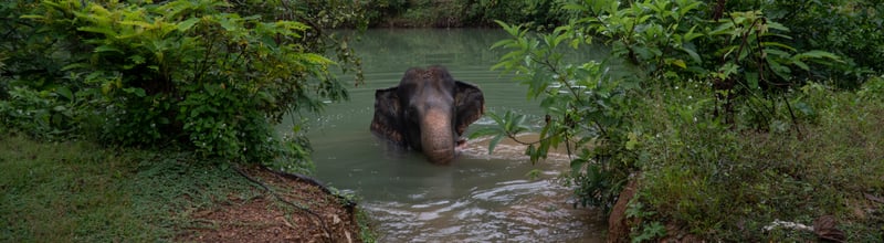 Jahn, a 32-year-old female elephant, in the water at Eco-tourism Koh Lanta 