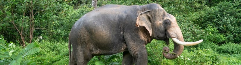 Elephant walking in a sanctuary