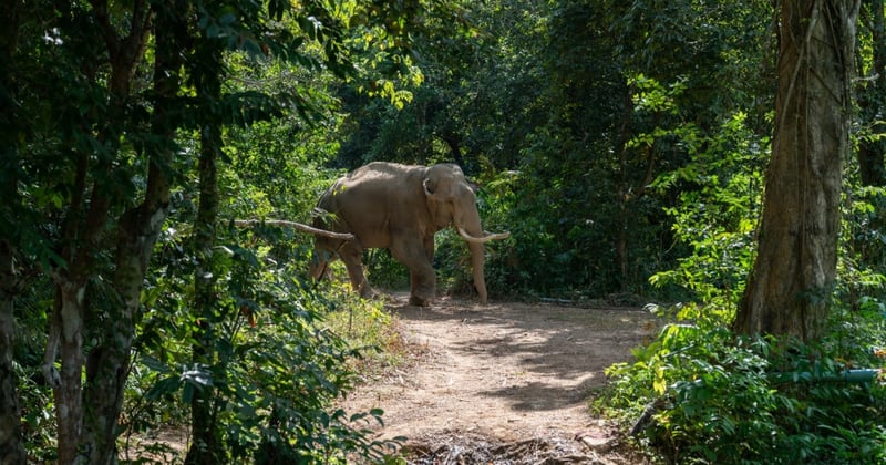 Chok the elephant at the Following Giants venue - World Animal Protection