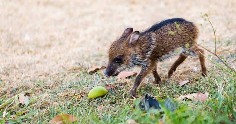 A baby peccary