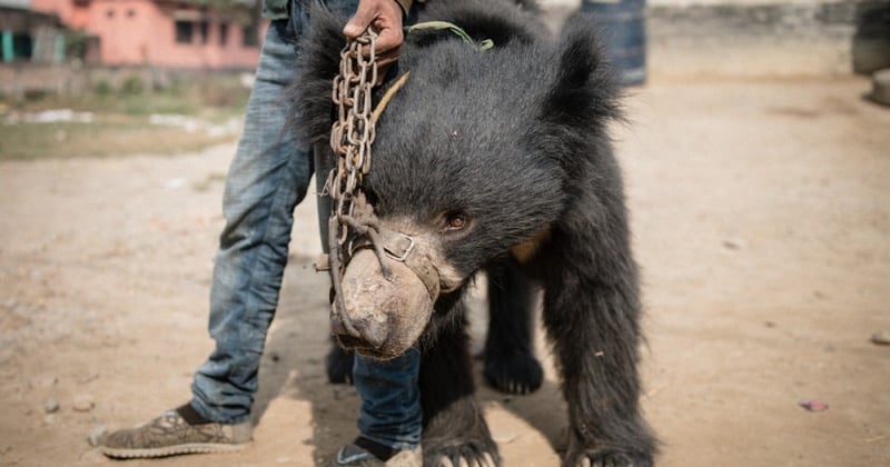 Dancing bear in leash and chains in Nepal