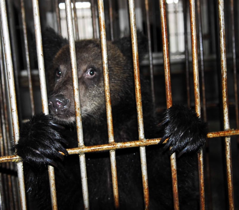 China ready to phase out bear bile industry