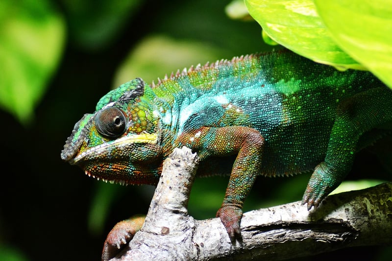 Reptiles as pets? Camouflage, complex behaviour and family life