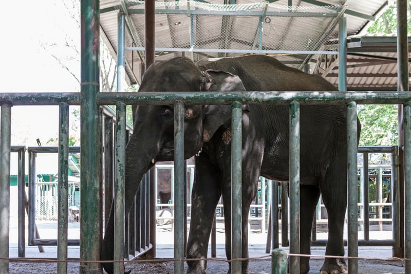 The crushing toll of captivity on elephants’ emotional lives