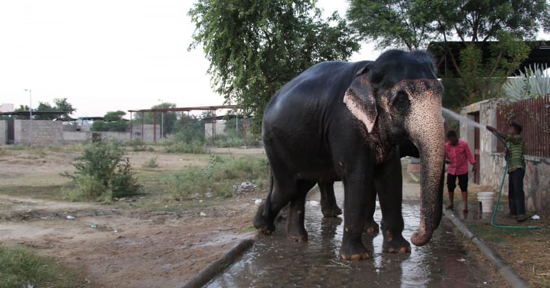 A day in the life of Rani, a working elephant