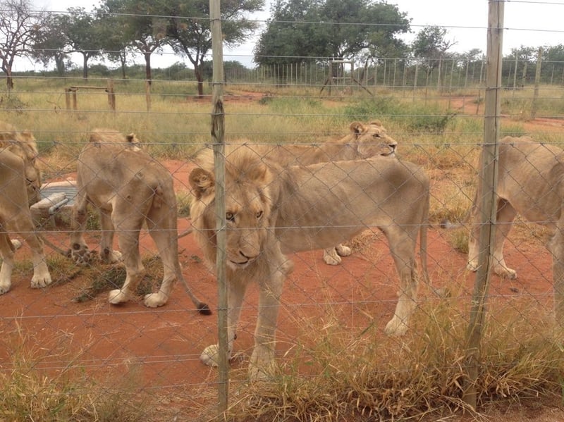 Emaciated lion in South Africa - image by EMS Foundation