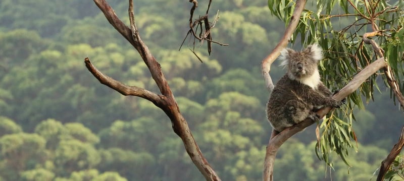 How to spot koalas in the wild