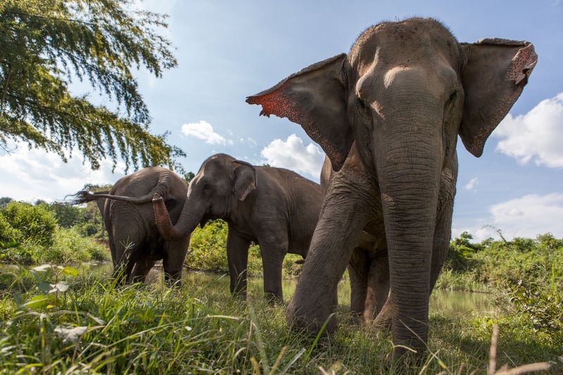 Global movement grows: more than 160 travel companies commit to be elephant friendly