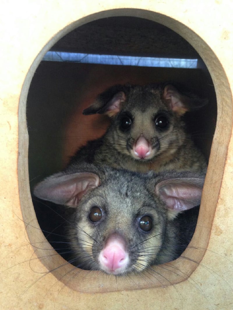 Mother and baby possum