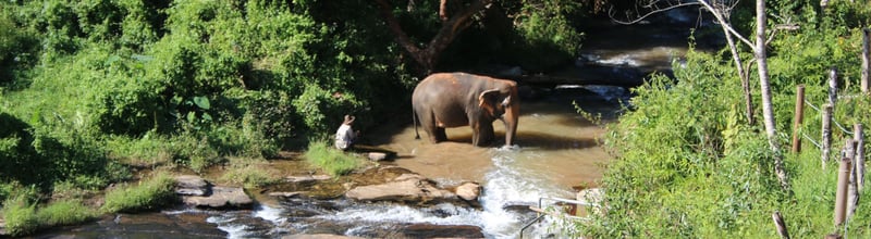 Elephant in the river at ChangChill