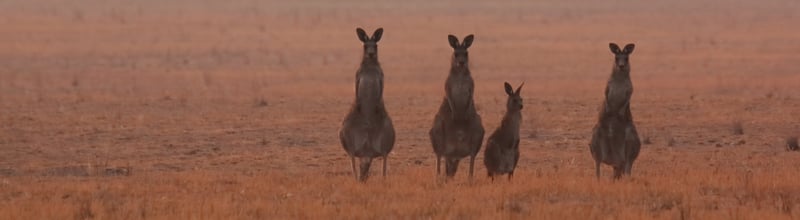 Kangaroos in Australian bushfire