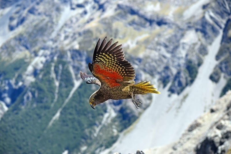 Kea bird. Image by Karl Anderson on Unsplash
