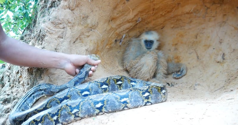A screenshot from one of YouTube's fake animal rescue videos, showing a staged rescue between a gibbon and a python
