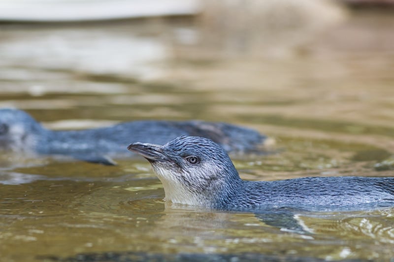 Little Blue Penguin in New Zealand 