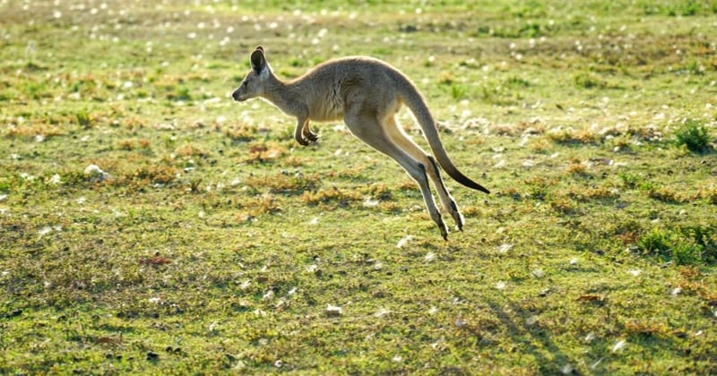 kangaroo hopping 