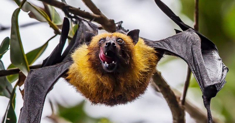 A bat hanging from a tree. Photo by Thomas Lipke on Unsplash
