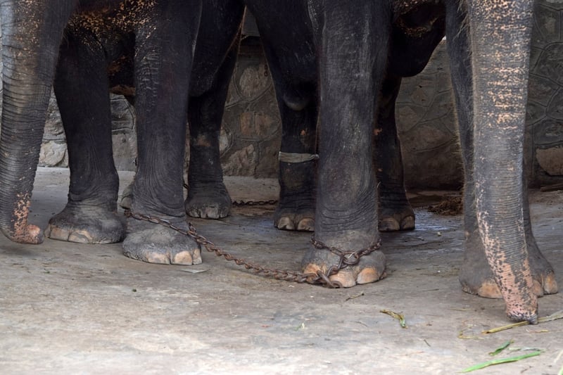 Keep travel companies honest for elephants 