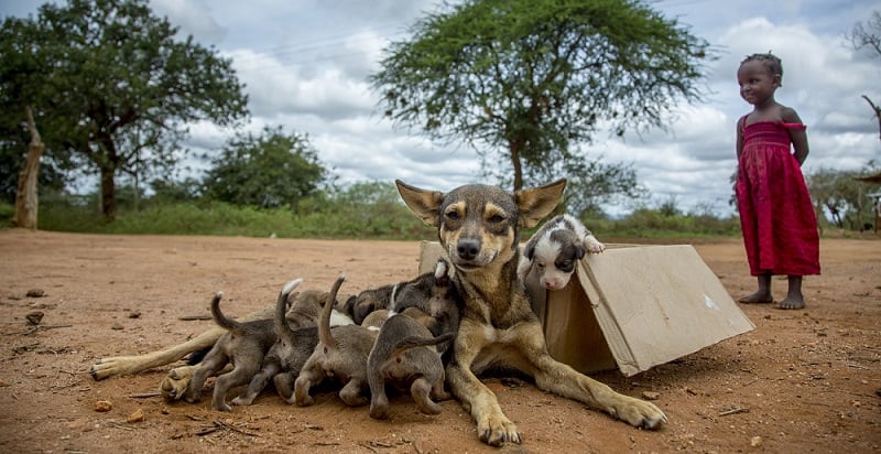 One million rabies vaccinations: moving communities to protect dogs 