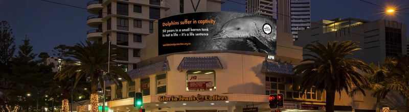 World Animal Protection dolphin billboard in Surfers Paradise