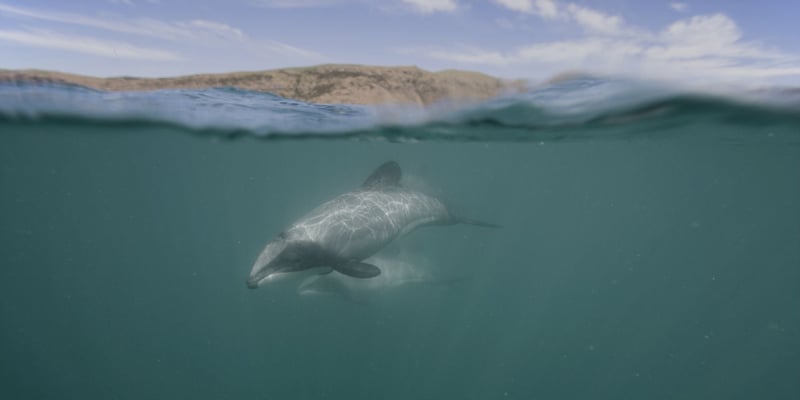 Hector dolphin swimming