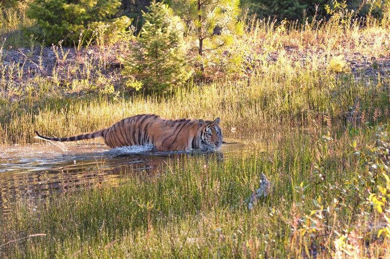 A wild tiger takes a swim - World Animal Protection