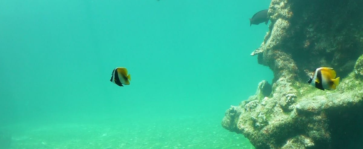 Fish Sentiar Sea life sentience: what do fish really feel?
