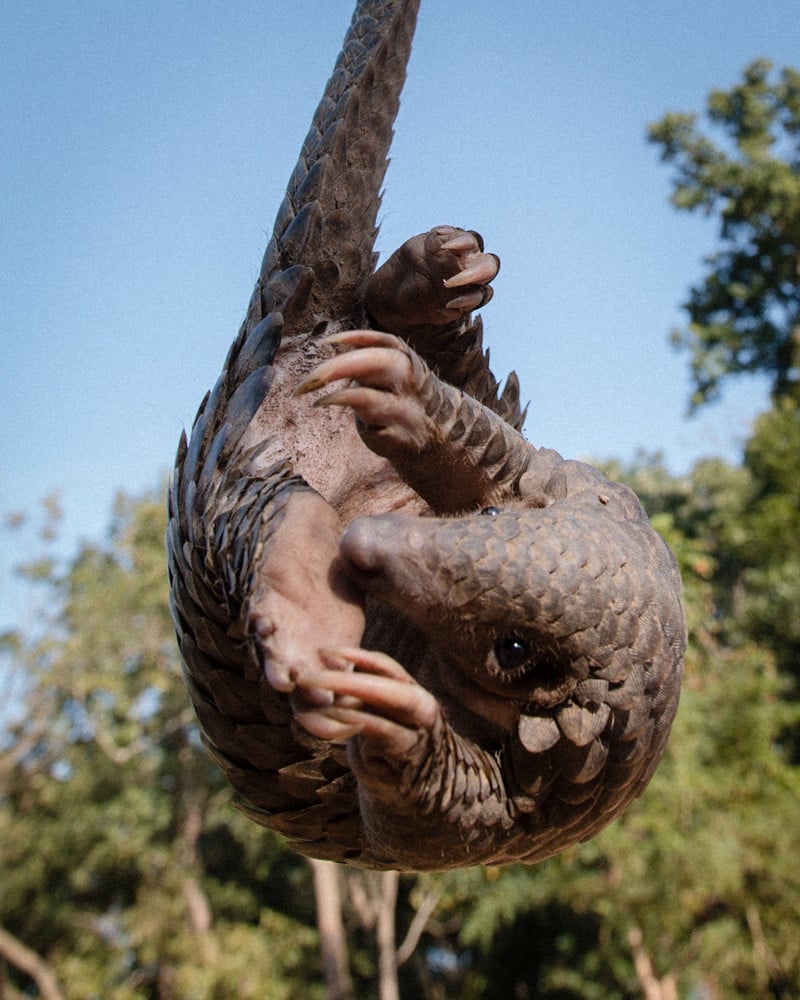 Pangolin