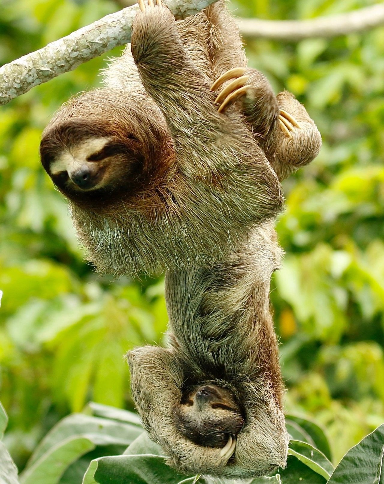 Sloth