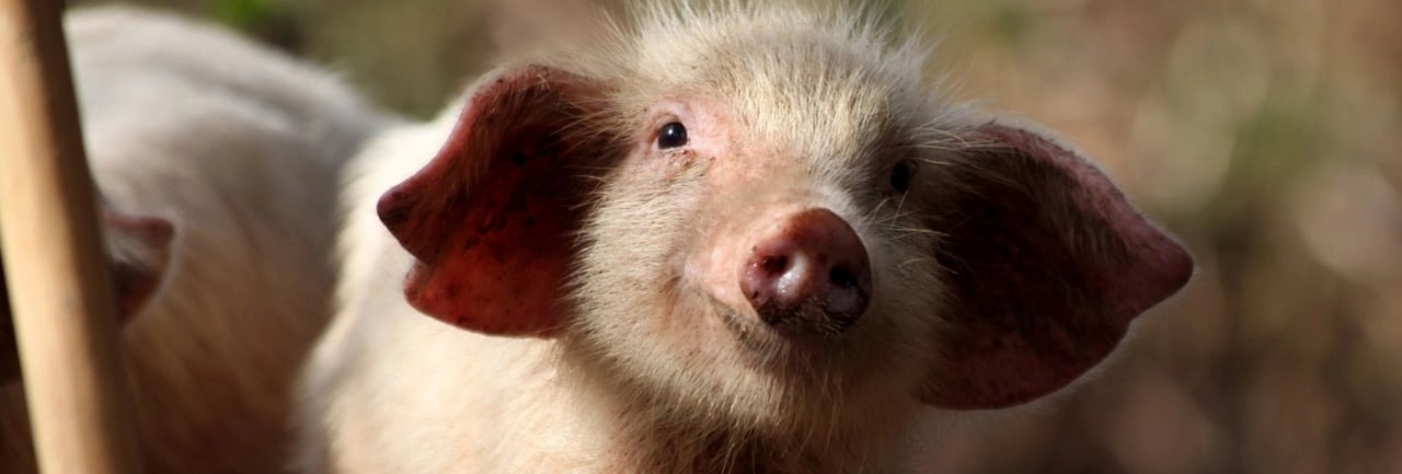 Piglet on a farm, Cape Verde