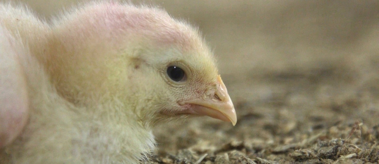 Chick on a farm