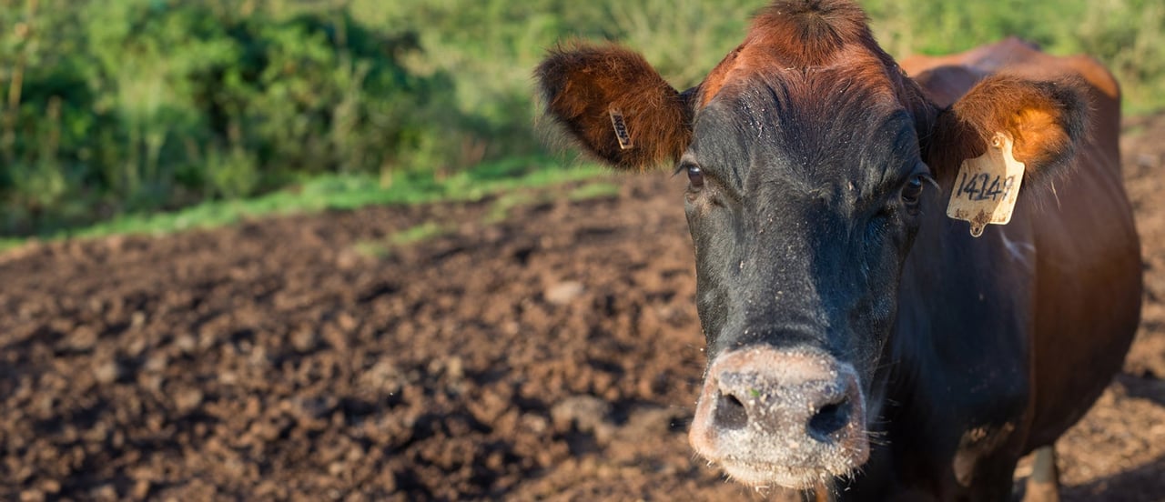 Cow in Mozambique