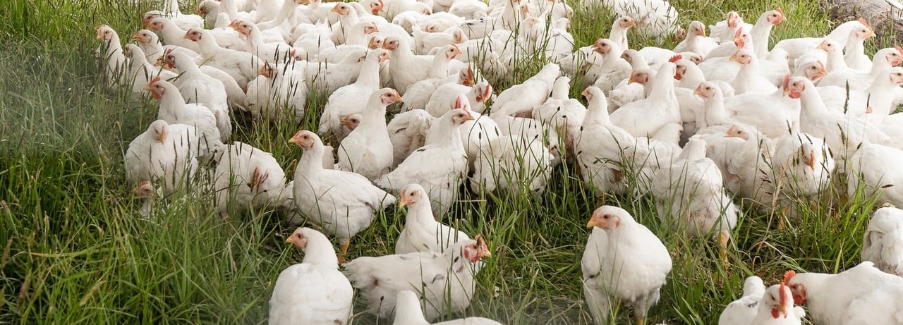 Chickens on a high welfare farm, USA