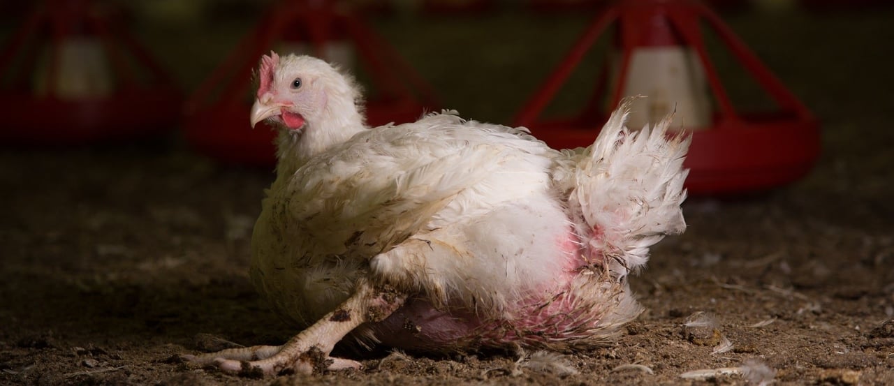 Chicken on a farm, New Zealand