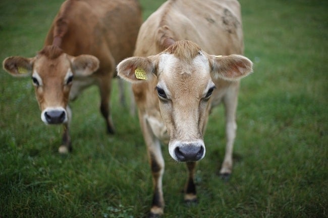 Danish Jersey cow