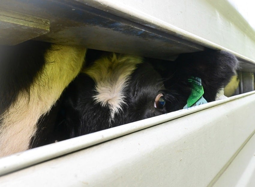Live export cow, New Zealand