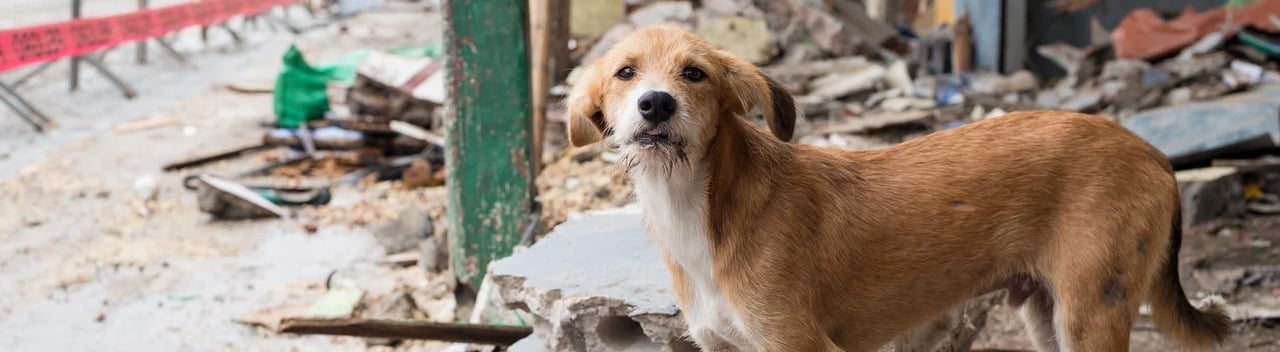 Dog in disaster area