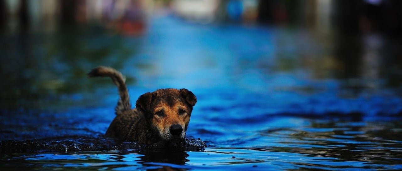 A dog in flooding