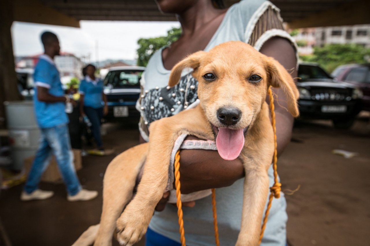 Dog at vaccination drive in Sierra Leone 2017