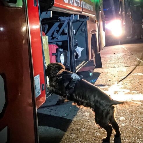 A sniffer dog seeking out illegal wildlife trafficking at a port in Indonesia