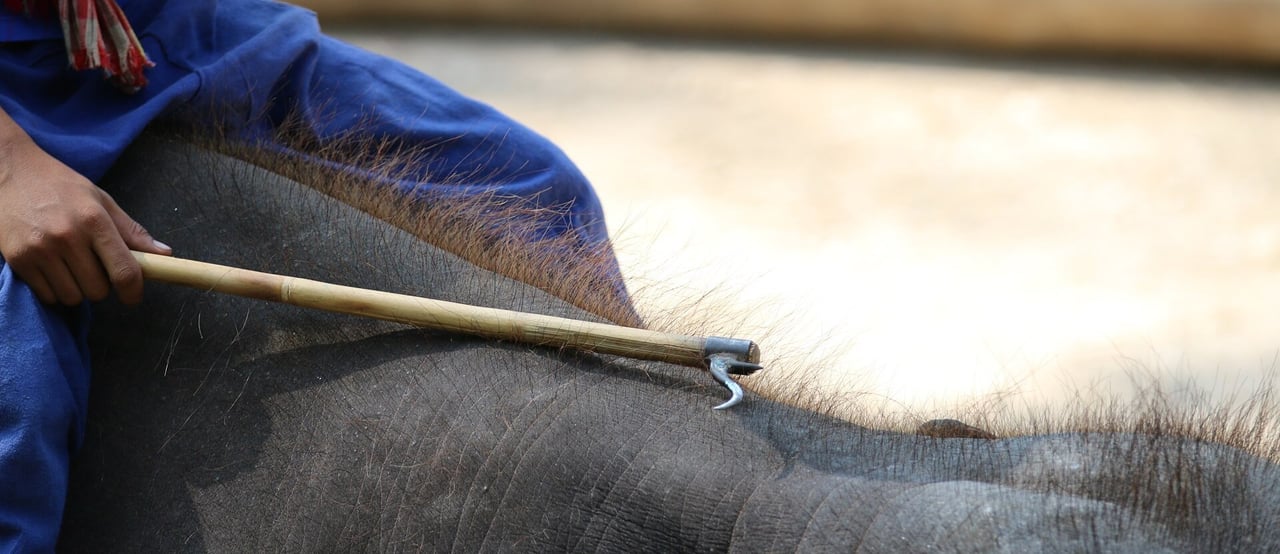 Elephant riding with a bullhook, Thailand