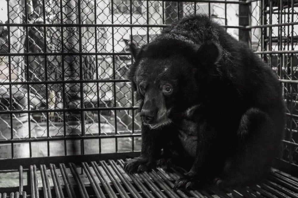 Bear caught in a bear bile farm